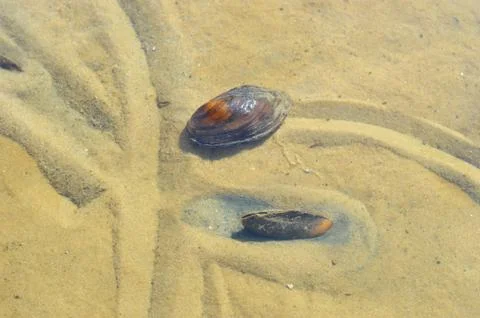 River shells underwater Stock Photos