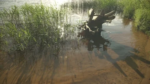 River shore with big tree root and reeds with warm sunlight from the background Stock Footage 161153422
