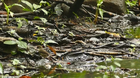 River shore bird walking while oscillating body and tail Stock Footage 123549423