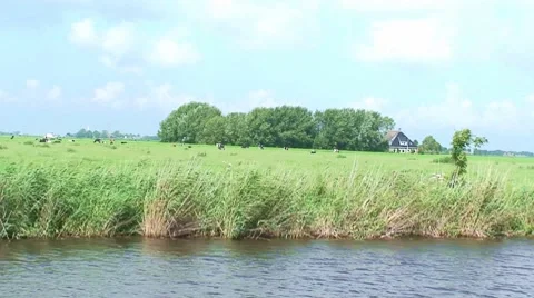 River shore with car and cows Video stock 8658764