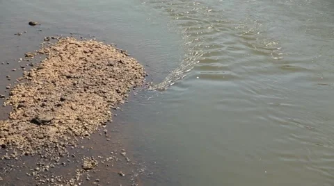 River shore Stock Footage 47913877