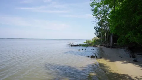 River Shoreline with fallen trees Stock Footage 313767553