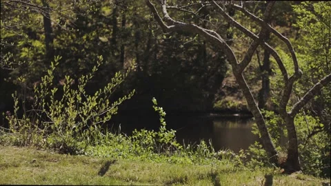 River shot in spring 動画素材 133368317