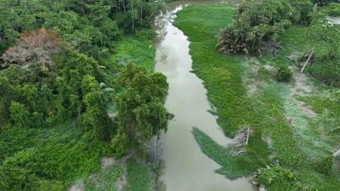 River is shown in a lush green forest Video stock 332201295