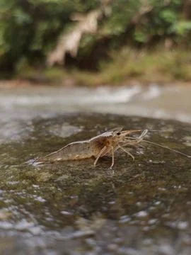 River shrimp Foto stock