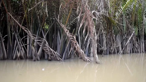 River side with ferns Stock Footage 128192526