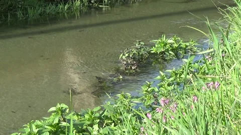 River side Stock Footage 142028932