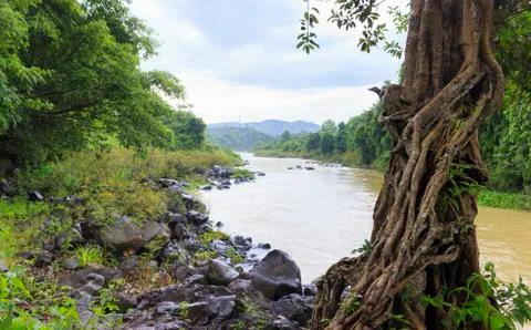 River side forest cover Stock Photos