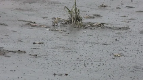 The river side trash at the bank and in the sand Stock Footage 114387630