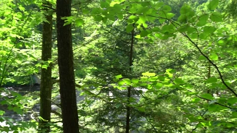 River side trees Stockbeeldmateriaal 171342897