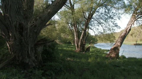 River side with Trees PN RT Stock Footage 511760