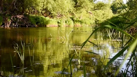 River with slow flow of green trees Stock Footage 90332834