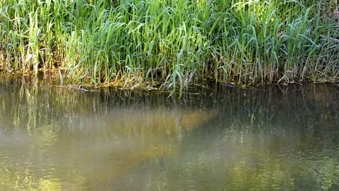 River with slow flow of green trees Stock Footage 90333094
