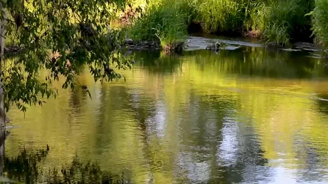 River with slow flow of green trees Stock Footage 90343830