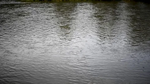 River with slow flow of green trees Stock Footage 95662689