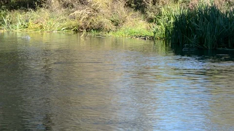 River with slow flow of green trees Stock Footage 95927412