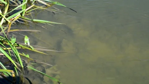 River with slow flow of green trees Stock-Footage 95927417