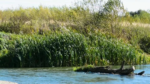 River with slow flow of green trees Stock-Footage 96024831