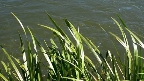 River with slow flow of green trees Stock-Footage 96024927