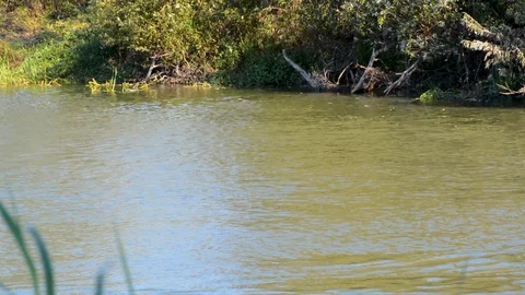 River with slow flow of green trees Stock-Footage 96025115