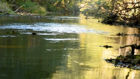 River with slow flow of green trees Stock Footage 96188347