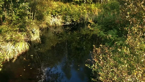 River slow flowing among lush green forest, sunlit, landscape Stock Footage 296604752