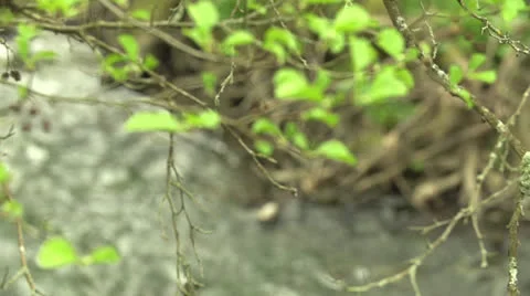River in slow motion 200fps Stock-Footage 23481796