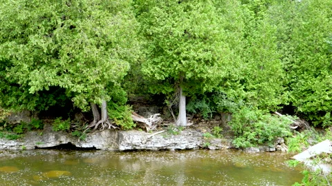 River Slowly Flowing By A Limestone Rock Shoreline And Wild Cedar Tree Forest Stock Footage 200611867