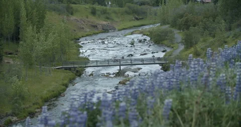 River with small bridge, lavender field in foreground Video stock 131447925