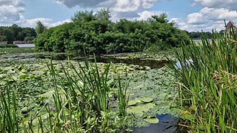 River with a small island covered with greenery Stock Footage 326357033