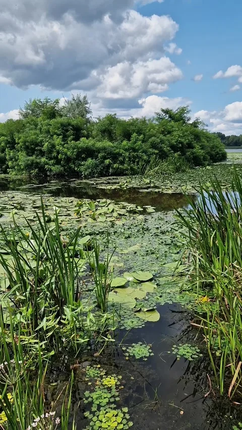 River with a small island covered with greenery Stock Footage 326357038