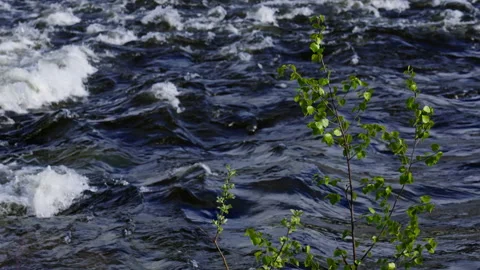 River with a small tree in the foreground Stock Footage 266633849