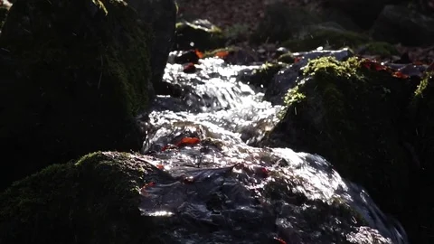 The river. A small waterfall. Forest river in autumn. Shooting at close range. Stock Footage 82475793