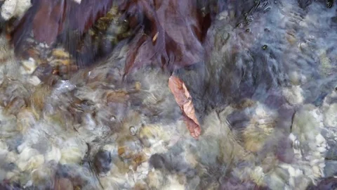 The river. A small waterfall. Forest river in autumn. Shooting at close range. Stock Footage 82476052