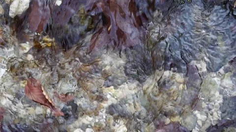 The river. A small waterfall. Forest river in autumn. Shooting at close range. Stock Footage 82476059