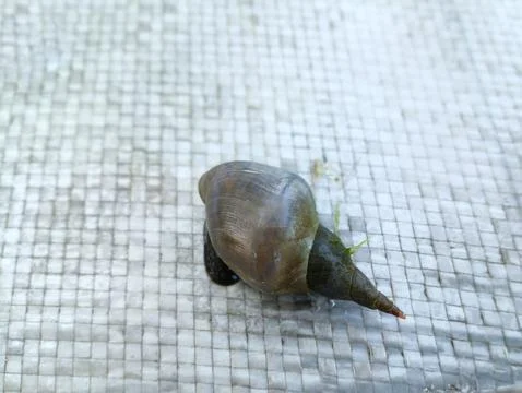 River snail with green algae on a shell on a gray surface. Stock Photos
