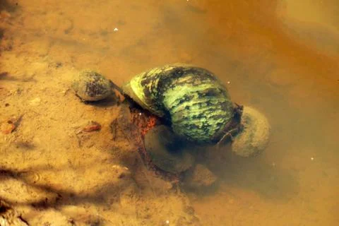 River Snail Foto stock