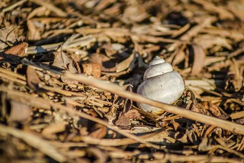 River snail shells on wet grass. 스톡 사진