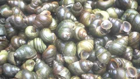 A river snail with smooth spiral shell, freshwater habitat, slow movement Stock Footage 321933316