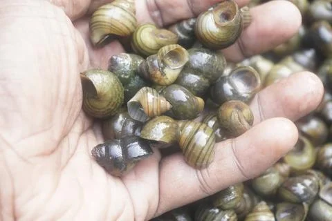 A river snail with smooth spiral shell, freshwater habitat, Stock Photos