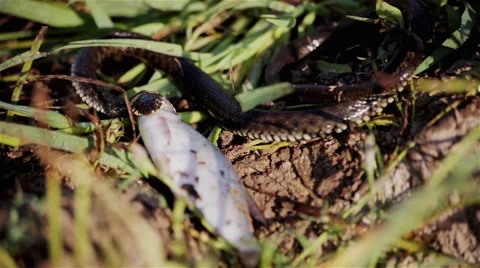 River snake caught and eats fish Stock-Footage 41252807