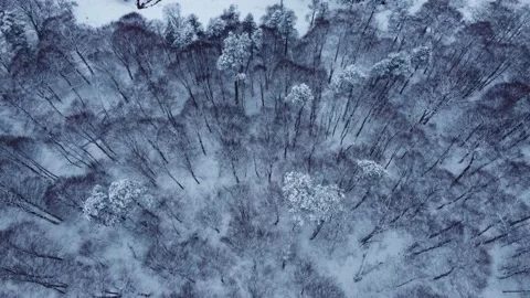 River in the snowy forest Stock Footage 168968240