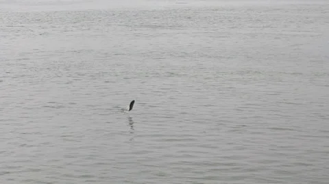 River Sockeye Salmon Jumping Video stock 34281164