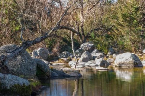 River with some trees and a broken branch vertically standing Stock Photos