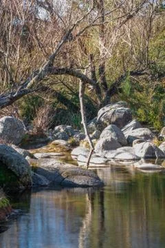 River with some trees and a broken branch vertically standing Stock Photos