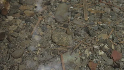 River Spiders Video stock 76945369