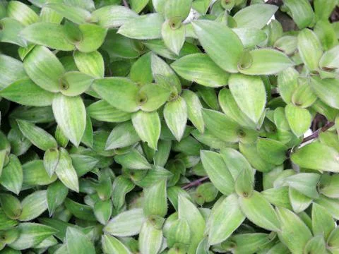 River spiderwort herb Stock Photos