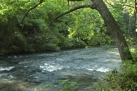 River in Spring 01 動画素材 1103958