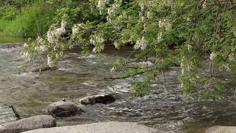 River Spring Flourish Nature Day Green Stones Water Forest Meditative 動画素材 75800859