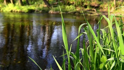 River at spring Stock-Footage 74207926